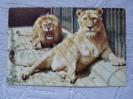 KRAKÓW ZOO LEW PIECZĄTKA TURYSTYCZNA Z KRAKOWA