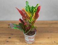 Codiaeum kroton variegatum excellent SADZONKA 30 cm