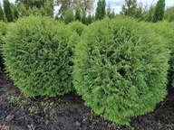 Thuja Woodwardii kula tuja kulista 50-100 cm (średnica)