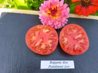 Pomidor Bulgarise rose smak dawnych malinówek nasiona kolekcjonerskie