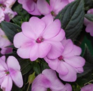 Niecierpek SŁONECZNY Sunpatiens Compact Orchid Blush