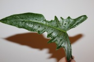 Philodendron Golden Dragon narrow form - sadzonka