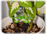 Separator do kwiatów / podpórka do roślin / organizer łodyg - 13.5cm