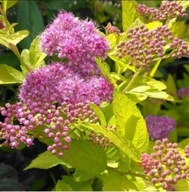 TAWUŁA JAPOŃSKA GOLDEN ELF JEDNA Z NAJMNIEJSZYCH