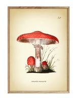 MUCHOMOR CZERWONY, MUCHOMOREK bardzo zakazany;) plakat vintage