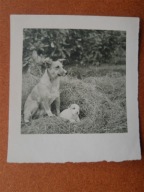 pies i szczeniak 50te (1374c)