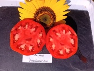 Pomidor Dr.Neal fantastyczna malinówka nasiona kolekcjonerskie