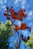 Azalia landrynkowa barwna szczepiona pienna inna