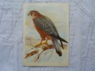 DRZEMLIK PTAKI PRAWNIE CHRONIONE .. ,,, ...