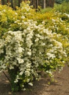 tawuła van Houtte'a ''Gold Fountain'' Złota fontanna UROCZA