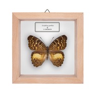 Motyl w gablotce Euriphene gambiae