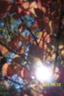 Dereń kousa barwny szczepiony wąsko kolumnowy inny