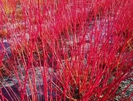 DEREŃ BIAŁY sadzonki DOSKONAŁY NA SZPALERY 10 SZT