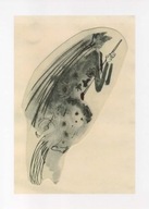 JÓZEF WILKOŃ Ilustracja CZAROWNICA reprodukcja BESTIARIUM WILKONIA