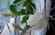 KAKTUS ##### KRÓLOWA JEDNEJ NOCY ### EPIPHYLLUM sadzonka w doniczce