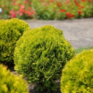 Żywotnik Tuja Occidentalis | ŻÓŁTA KULKA| Golden Danica |