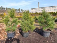 Sosna Himalajska 70-75cm