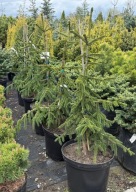 Świerk kaukaski Aureospicata 70-80cm