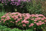 Rozchodnik okazały brillant sadzonka w pojemniku do ogrodów skalnych