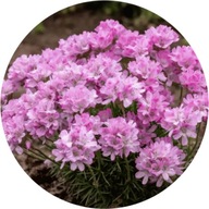 Zawciąg jałowcowolistny 'New Zeland'