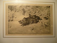 polowanie na odyńce, oryg 1878