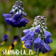 3 x Pierwiosnek himalajski, azjatycki (Primula Capitata)