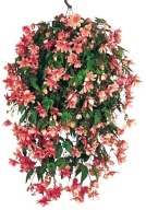 BEGONIA BULWIASTA ZWISAJĄCA Illumination Salmon Pink
