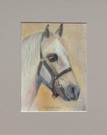 koń portret konia akwarela na papierze