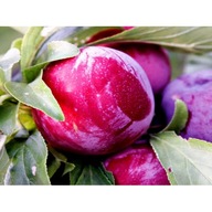 Śliwa BRZOSKWINIOWA Smaczna