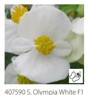 Begonia semperflorens Super Olympia White WYTRZYMAŁE KWIATY