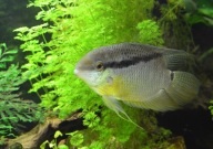 Pielęgnica Skośnopręga - Mesonauta festivus