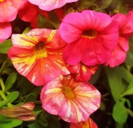 Calibrachoa Superbells Unique Tropical Sunrise ZWISAJĄCE SŁONECZNE KWIATY