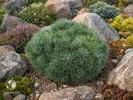 KARZEŁEK DO KOLEKCJI Sosna pospolita 'Meček' Pinus sylvestris