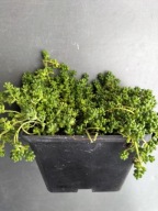 Rozchodnik CHLOROTICUM niczym kuleczki