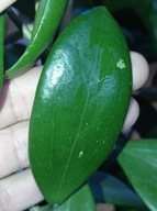 Hoya Hoja BANGKOK RED cięta
