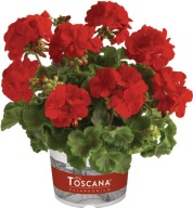 Pelargonia CZERWONA zonale Smart Senna Red