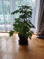 geranium - anginka - anginowiec