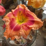 Liliowiec 'Flamboyant Eyes'