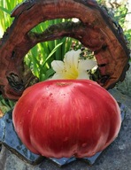 Pomidor Fireworks Pink (238) nasiona kolekcjonerskie