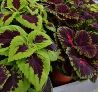 Koleus Coleus Kong Mix DUŻE KOLOROWE ROŚLINY