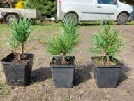 Sosna limba 11-13cm (4zł) pakiet 50 sztuk