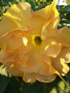 Brugmansia datura, DS Bijou pour Laetitia