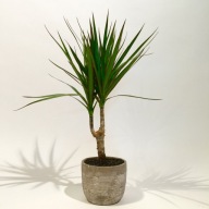 Dracena Obrzeżona dracaena marginata SADZONKA 40 cm