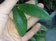 Hoya Hoja BHUTANICA cięta