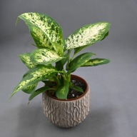 Dieffenbachia Difenbachia Compacta SADZONKA 40 cm