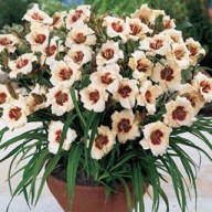 uroczy delikatny LILIOWIEC PANDORA'S BOX dorasta do 50 cm KŁĄCZE