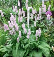 Rdest Wężownik Miododajny Sadzonka P9