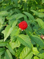 Malinotruskawka sadzonki 10 szt PRZEDSPRZEDAŻ