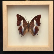 Motyl w gablotce Polyura Schreiber Kitaharai