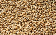 PSZENICA 1KG ZIARNO PASZOWA Karma dla GOŁĘBI kaczek dla kur dla przepiórek